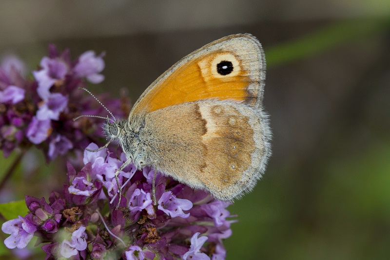 Coenonympha pamphilus ?